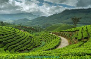 Kerala Munnar